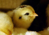 20090104_chicks02.jpg