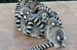 Lemur-tron.jpg
