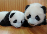 Panda+Twins+Born+Protection+Research+Centre+_iKghpXSe4il.jpg