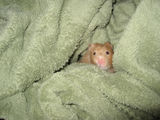 blanket_009_copy.jpg