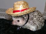 calvin_ready_for_the_rodeo0.jpg