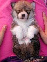 corgibaby1.jpg