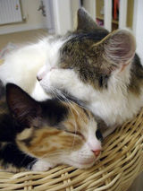 cuddles_2.jpg