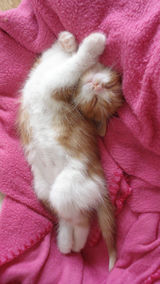 dsc00699.jpg
