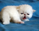 dsc00955.jpg