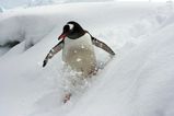 gentoo_penguin.jpg