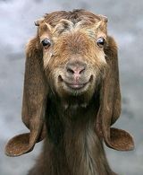 goatvi3.jpg