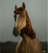 horse3.jpg