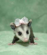 i-thought-possums-couldnt-be-cute.jpg
