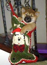 kenna_in_stocking2_2.jpg