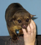 kinkajou6.jpg