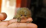 large_baby_pygmy_marmoset.jpg