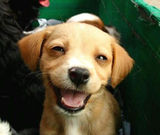 laughingdog.jpg