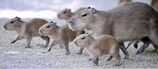 nm_capybara2_080519_ssh_2.jpg