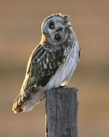 owlbaroo.jpg