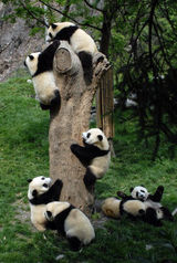 panda005.jpg