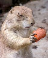 pdogandcarrot.jpg