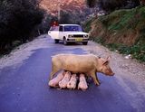 pigs.jpg