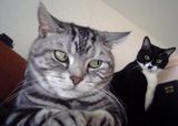 cat_far.jpg