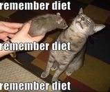 dietingkitty.jpg