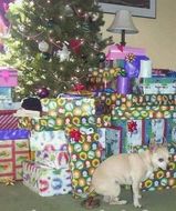 dog_leaves_his_own_christmas_present.jpg