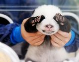 gal_baby_animal1.jpg