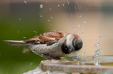 birdheadspin.jpg