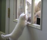 catbywindow.jpg