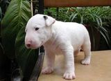 cutedog.jpg