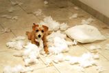 dogandpillow.jpg