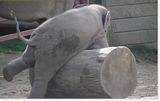 elephantonlog.jpg