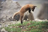 fox_jump.jpg