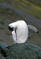 funnynovnew-5.jpg