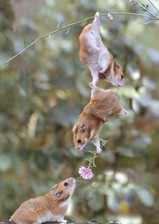 hamsters.jpg