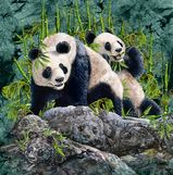 hidden-pandas-illusion.jpg