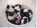 inabowl.jpg
