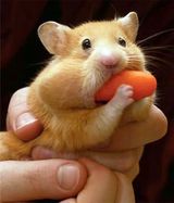 mousecarrot.jpg