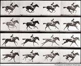 muybridge.jpg