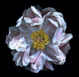 peony(2).500.jpg