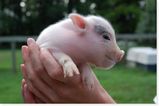 piginhand.jpg