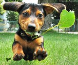 puppy.jpg