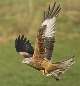 richardbedfordredkite-8.jpg