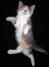 sleepin_kitteh.jpg
