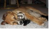 sleepinganimals.jpg