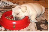 sleepinginbowl.jpg