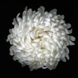 whiteonwh1.500.jpg