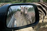 zebras.jpg